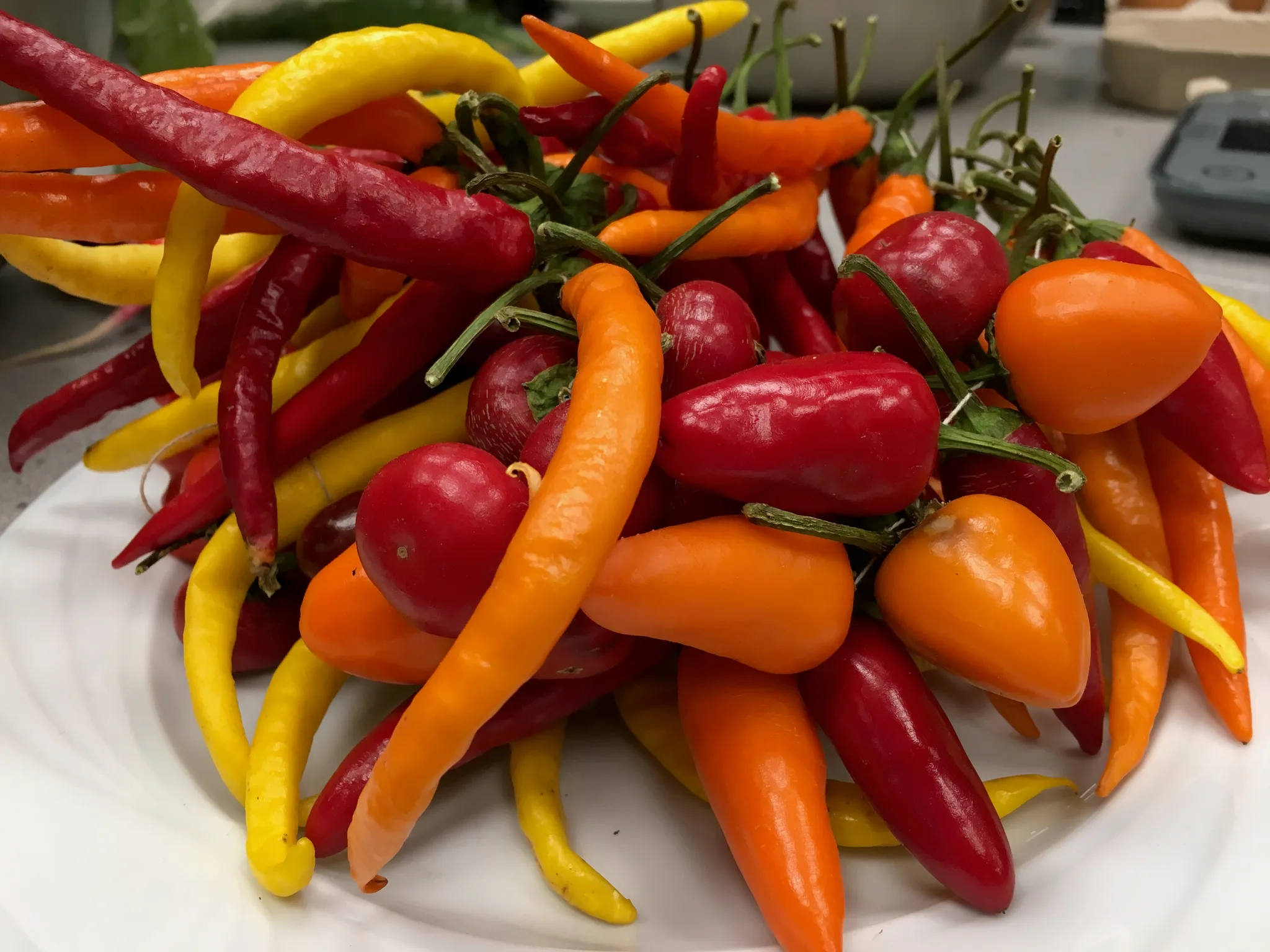 Ferments & Preserves