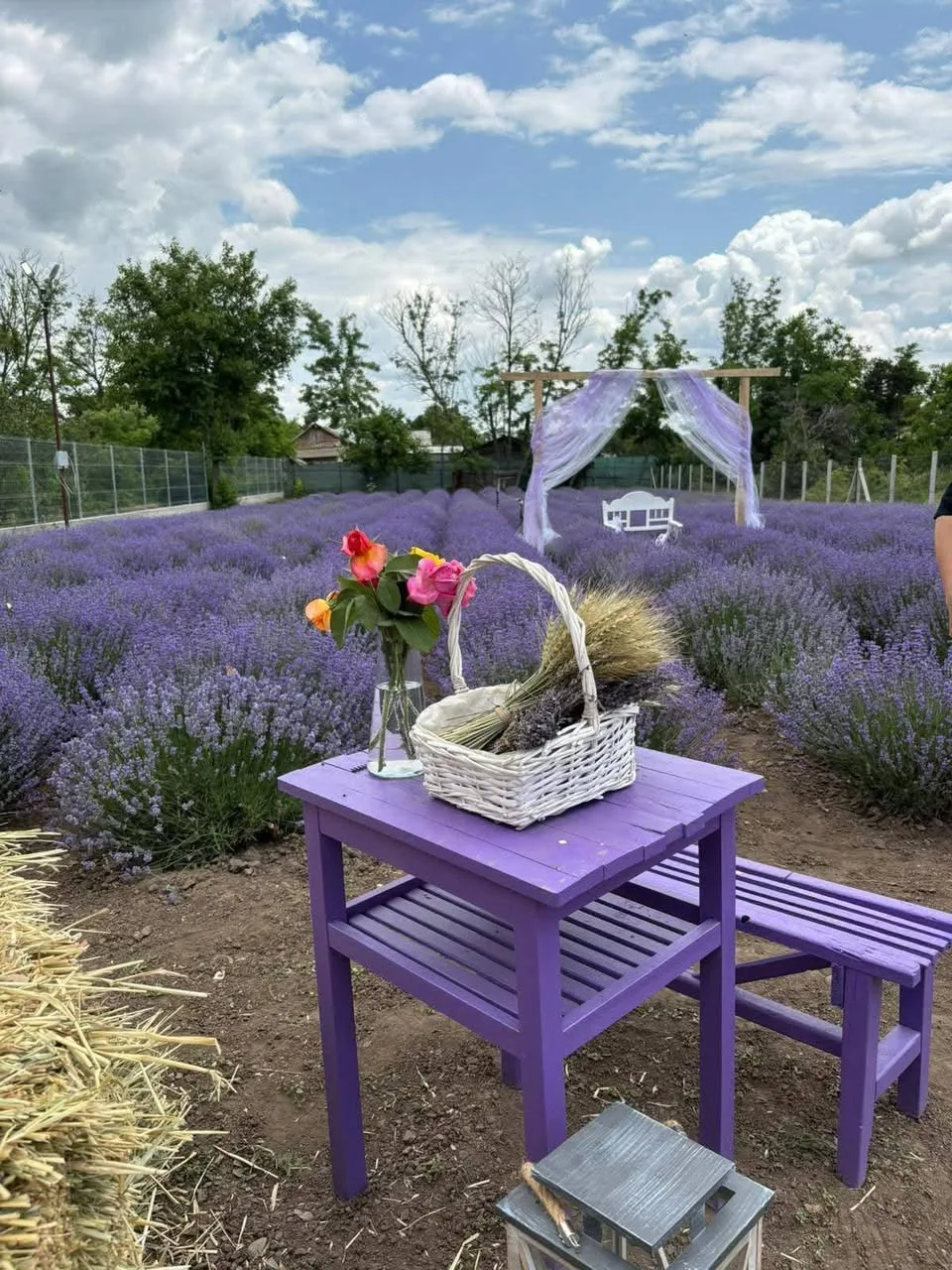 Gradină cu Lavanda Arcanu